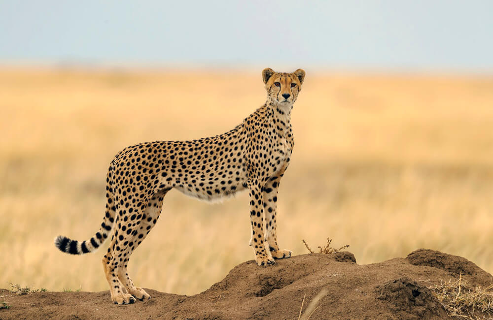 Mechaniczny masterpiece Johna M. Flaux - The Cheetah